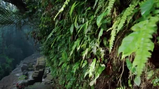 정글에 나무들이 보이는 바위들 — 비디오