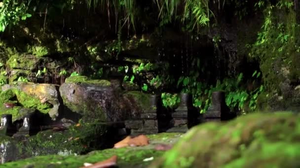 Video Sharp Rocks Moss Jungle Drops Water Falling Stones — Stock Video