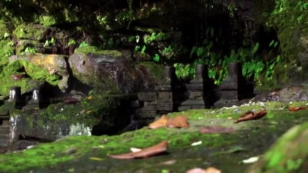 ジャングルの苔と石の上に落ちる水の滴と鋭い岩のビデオ — ストック動画