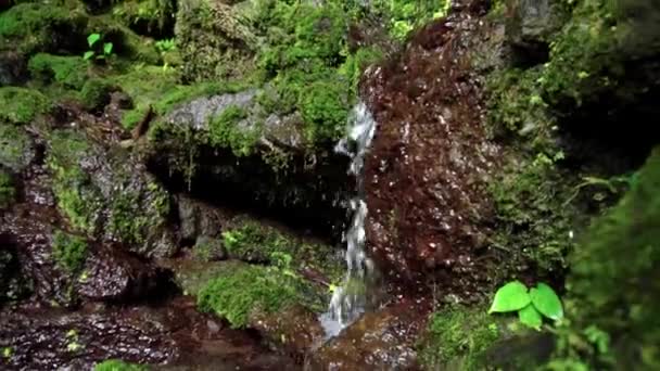 Ormanda Yosun Taşların Üzerine Düşen Damlalarının Olduğu Keskin Kayaların Videosu — Stok video