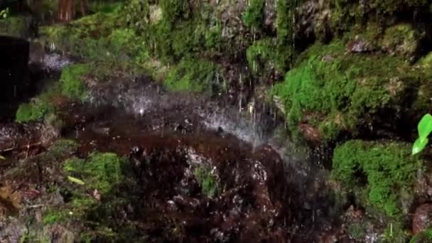 Відео Гострих Порід Мохом Джунглях Краплями Води Падають Камені — стокове відео