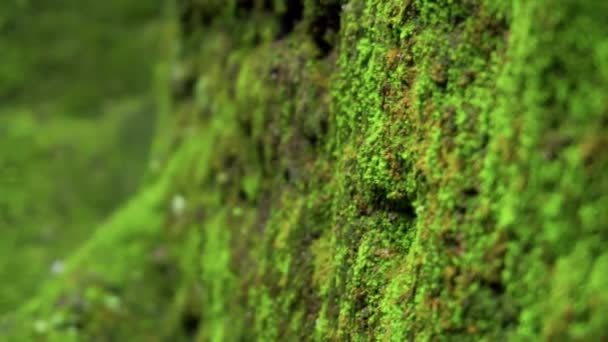 Ormanda Tamamen Yeşil Sarı Yosunlarla Kaplı Eski Taşın Videosu — Stok video