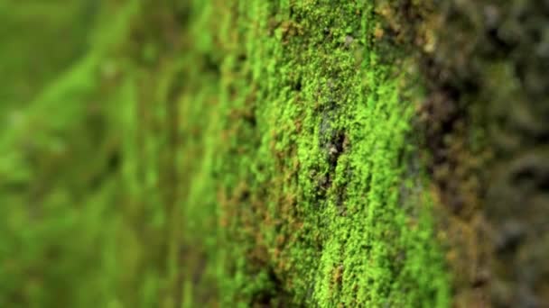 Ormanda Tamamen Yeşil Sarı Yosunlarla Kaplı Eski Taşın Videosu — Stok video
