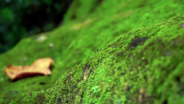 Video Piedra Vieja Completamente Cubierta Musgo Verde Amarillo Selva — Vídeo de stock