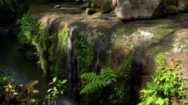 vidéo d'une jungle à une falaise sur une haute montagne avec une rivière rocheuse et des arbres verts