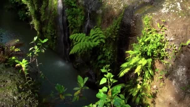 vidéo d'une jungle à une falaise sur une haute montagne avec une rivière rocheuse et des arbres verts