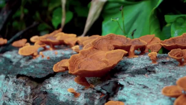 Video Red Mushrooms Growing Tree Lying Ground Jungle — Stock Video