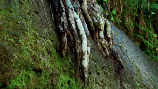 Видео Корней Дерева Растущего Над Больной Скалой Покрытой Мхом Джунглях — стоковое видео