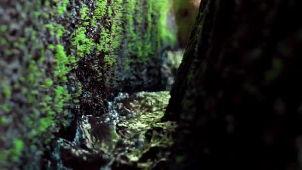 Bir Kayalık Nehir Yeşil Ağaçlarla Yüksek Bir Dağdaki Bir Ormanın — Stok video