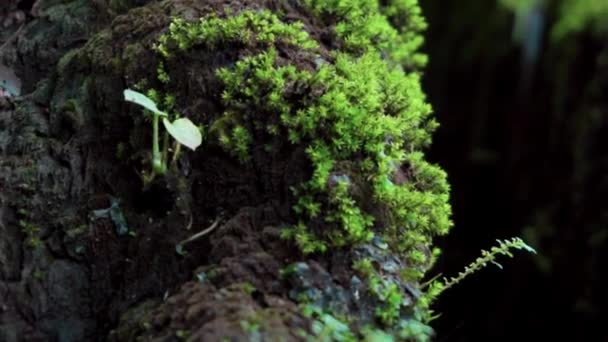 Video Piedra Vieja Completamente Cubierta Musgo Verde Amarillo Selva — Vídeos de Stock