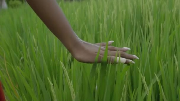 Video Una Mano Una Bella Ragazza Africana Che Cammina Giardino — Video Stock