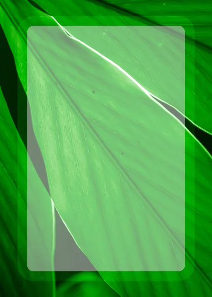 Illustration Une Feuille Verte Tropicale Avec Des Lignes Long Feuille — Photo