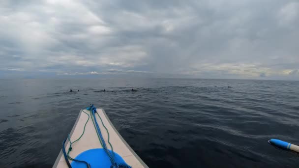 Familjen Stenellalongirostris Delfiner Hoppar Upp Vattnet Det Öppna Klara Havet — Stockvideo
