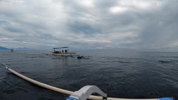 Stenellalongirostrisイルカの家族は バリの島の透明度の高い海で水からジャンプします — ストック動画