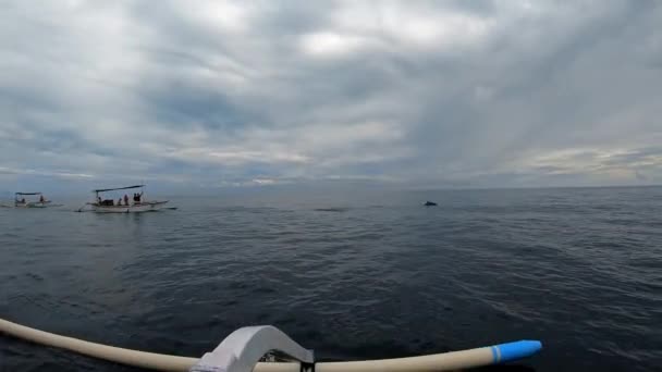 Familia Delfines Stenellalongirostris Saltando Del Agua Mar Abierto Isla Bali — Vídeo de stock