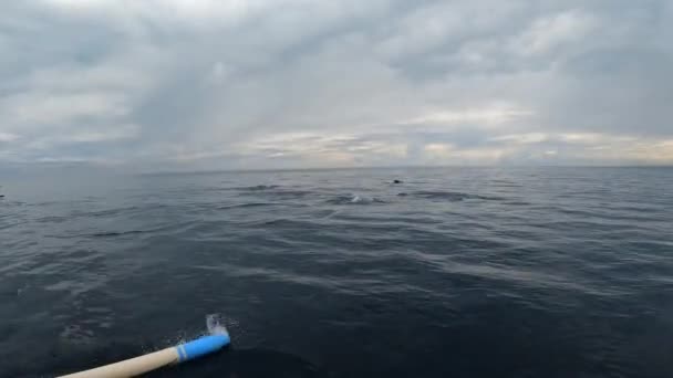 Stenellalongirostrisイルカの家族は バリの島の透明度の高い海で水からジャンプします — ストック動画