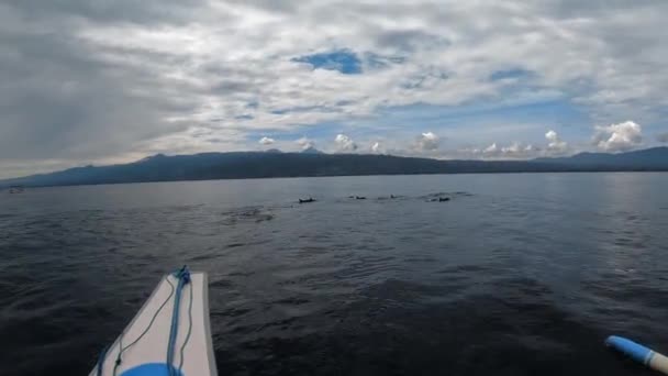 Stenellalongirostrisイルカの家族は バリの島の透明度の高い海で水からジャンプします — ストック動画