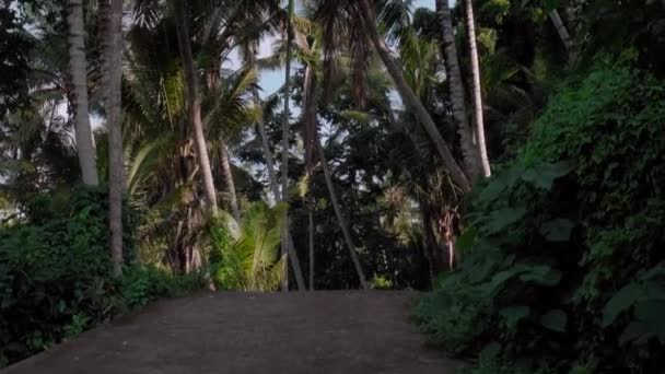 Vídeo Bosque Palmeras Verde Alto Contra Cielo Azul Con Largo — Vídeos de Stock