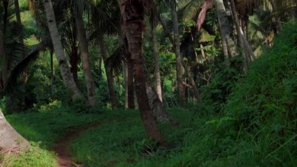 Video Alta Foresta Palme Verde Contro Cielo Blu Con Lungo — Video Stock