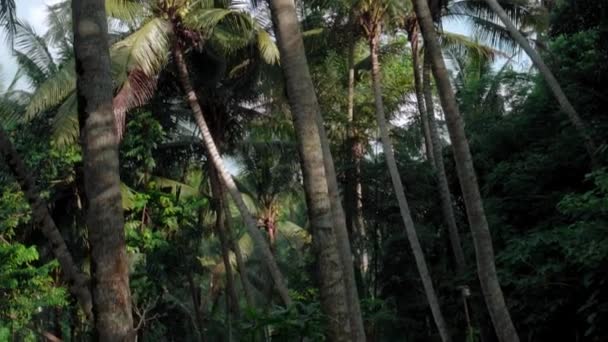 長い木の幹を持つ青い空に対する背の高い緑のヤシの森のビデオ — ストック動画
