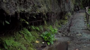 Ormanda yosun ve taşların üzerine düşen su damlalarının olduğu keskin kayaların videosu.