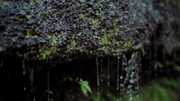 Vidéo Rochers Pointus Avec Mousse Dans Jungle Des Gouttes Eau — Video