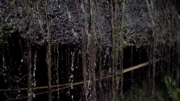 Video Van Scherpe Rotsen Met Mos Jungle Druppels Water Die — Stockvideo