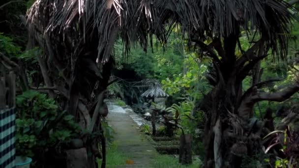 Vidéo Une Jungle Une Falaise Sur Une Haute Montagne Avec — Video