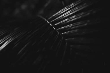 Siyah ve beyaz bir tropikal ağaç yaprağının fotoğrafı. Karanlıkta, yaprak boyunca çizgileri olan yakın plan.