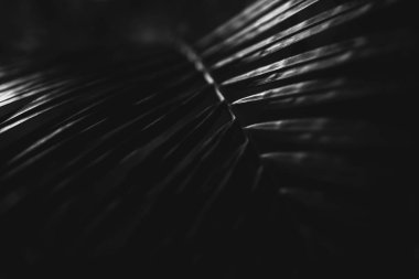 Siyah ve beyaz bir tropikal ağaç yaprağının fotoğrafı. Karanlıkta, yaprak boyunca çizgileri olan yakın plan.