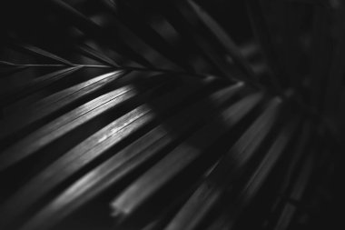 Siyah ve beyaz bir tropikal ağaç yaprağının fotoğrafı. Karanlıkta, yaprak boyunca çizgileri olan yakın plan.