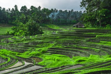 Endonezya 'da yeşil pirinç tarlaları ve bali çizgileri.