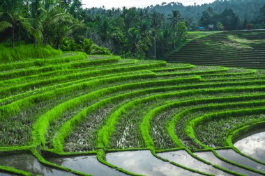 Endonezya 'da yeşil pirinç tarlaları ve bali çizgileri.