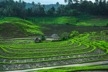 Endonezya 'da yeşil pirinç tarlaları ve bali çizgileri.