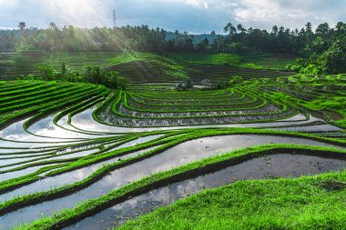 Endonezya 'da yeşil pirinç tarlaları ve bali çizgileri.
