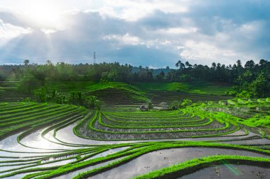 Endonezya 'da yeşil pirinç tarlaları ve bali çizgileri.