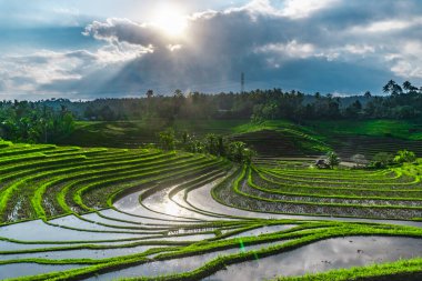 Endonezya 'da yeşil pirinç tarlaları ve bali çizgileri.