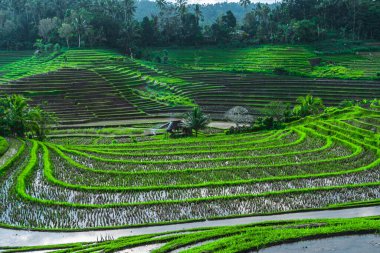 Endonezya 'da yeşil pirinç tarlaları ve bali çizgileri.