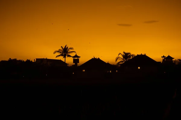 Foto Von Hohen Palmen Vor Gelbem Himmel Mit Einem Langen — Stockfoto