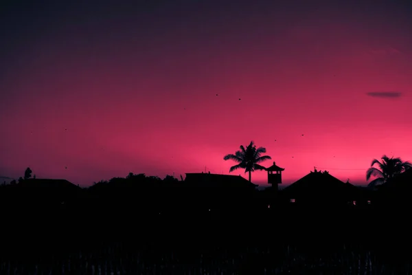 Photo Tall Palm Trees Red Sky Long Wooden Trunk — Stock Photo, Image