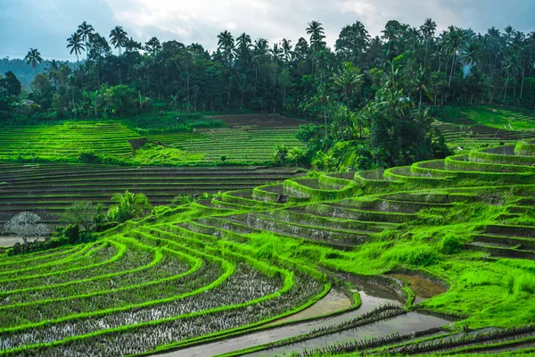 Фото Зеленоватых Рисовых Полей Линиями Бали Индонезии — стоковое фото