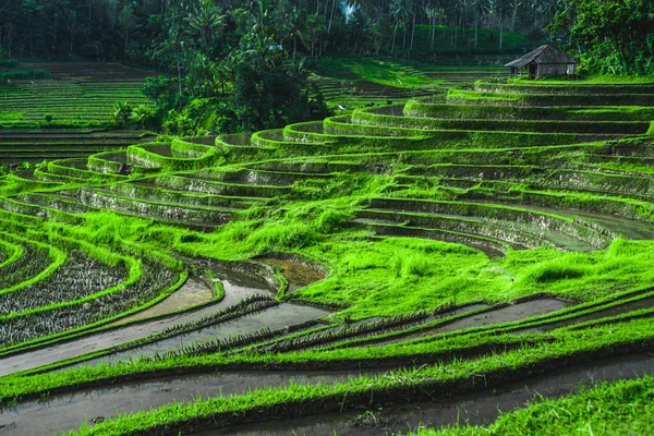 Фото Зеленоватых Рисовых Полей Линиями Бали Индонезии — стоковое фото