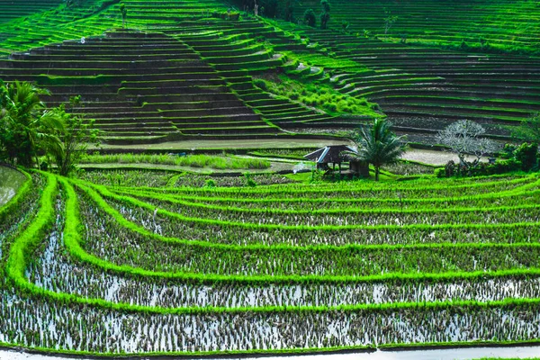 Fotografie Zelenkavých Rýžových Polí Liniemi Bali Indonésii — Stock fotografie
