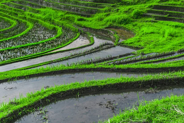 Foto Campos Arroz Verdosos Con Líneas Bali Indonesia —  Fotos de Stock