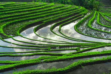 Endonezya 'da yeşil pirinç tarlaları ve bali çizgileri.