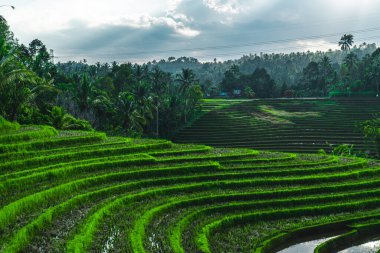 Endonezya 'da yeşil pirinç tarlaları ve bali çizgileri.