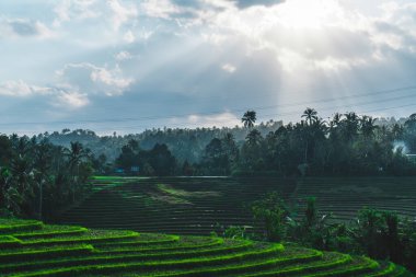 Endonezya 'da yeşil pirinç tarlaları ve bali çizgileri.