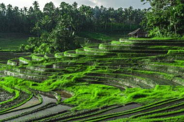 Photo of greenish rice fields with lines on bali in Indonesia clipart
