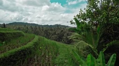 Endonezya 'da yeşil pirinç tarlalarının Bali' deki çizgileri
