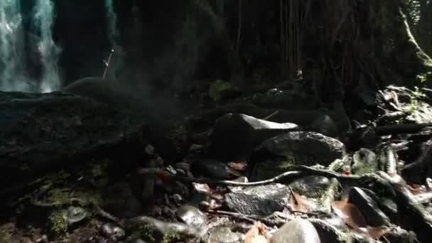 Ormandaki Yosunlarla Kaplı Hasta Bir Kayanın Üzerinde Büyüyen Ağacın Köklerinin — Stok video